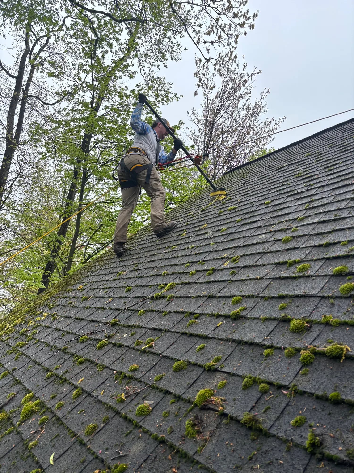 Six Mile technician soft washing black streaks and moss from a residential roof