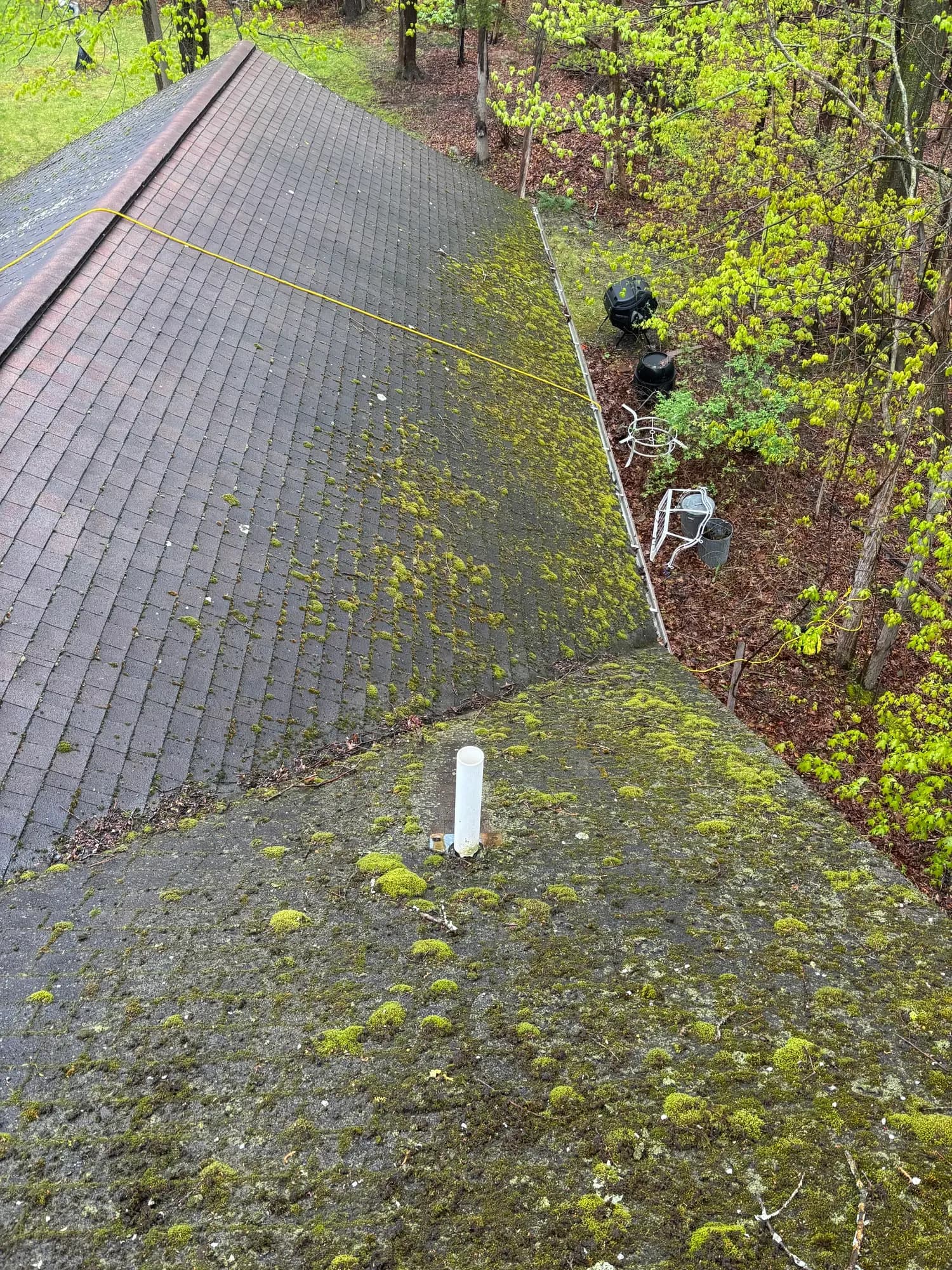 Moss & Lichen Growth
